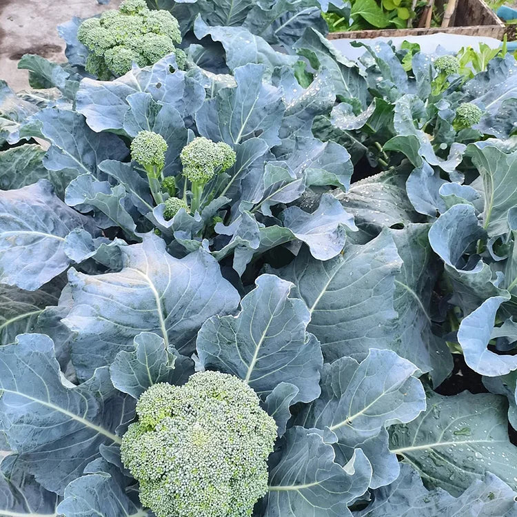 🌱 broccoli rabe seeds – harvest tender shoots in just 30 days + 100 grams organic pot mix free