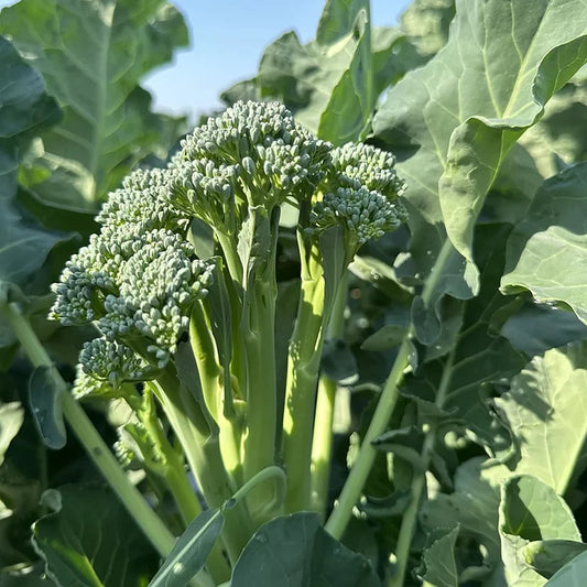 🌱 BROCCOLI RABE SEEDS – HARVEST TENDER SHOOTS IN JUST 30 DAYS + 100 Grams Organic Pot Mix Free