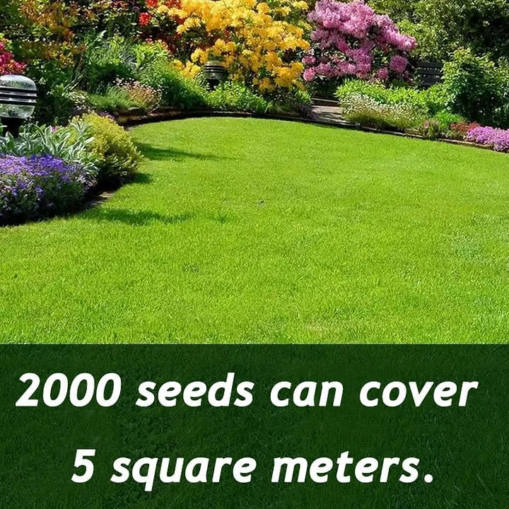 🌱 four seasons evergreen grass seeds for beautiful grass – buy 1 get 1 free🌱