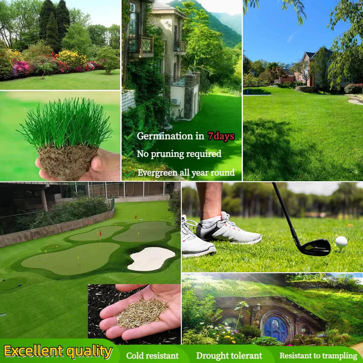 🌱 four seasons evergreen grass seeds for beautiful grass – buy 1 get 1 free🌱