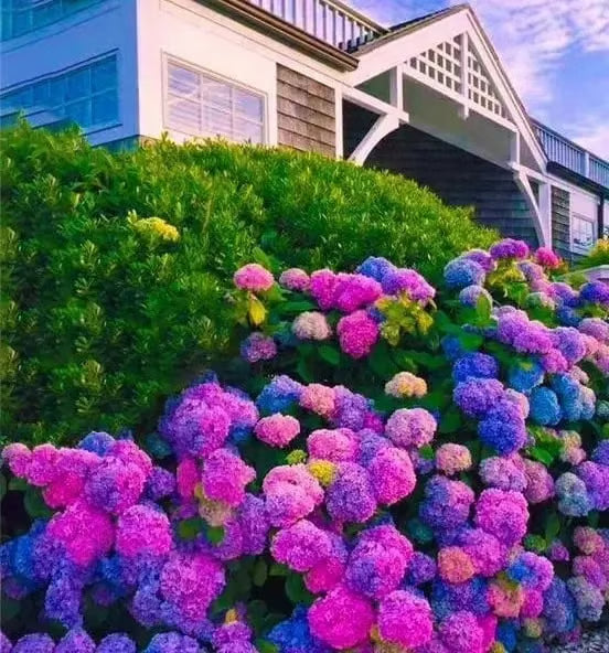 🌈mix hydrangea seeds - beautiful and hardy perennial flowers for your garden + free organic pot mix 100 grams🌱🌺