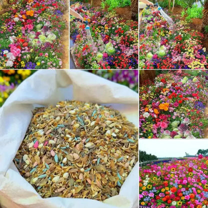 🎉Hot Sale🎉🌺🌻🌷Premium Mix Flower Seeds (Pack of 100)🌺🌻🌷|Buy 1 Get 1 Free 💗