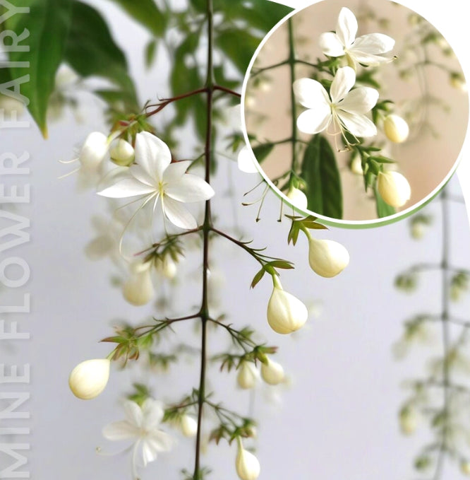 🌸winter-friendly hanging jasmine—dreamy indoor flower🌿❄️100 grams organic pot mix free