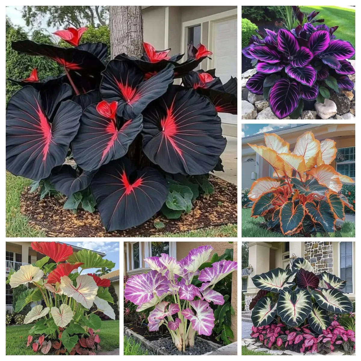 🔥🖤flame black red rare hosta flower seeds + 100 grams organic pot mix free 🎁2025 special offer