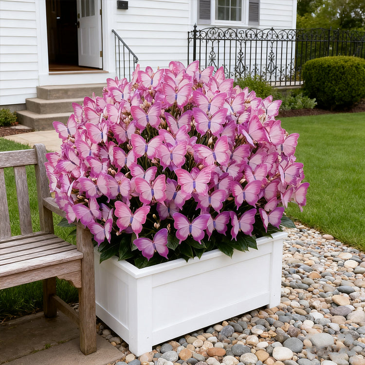 ✨easy-to-grow seeds — butterfly blooms for a living garden + 100 grams organic pot mix free