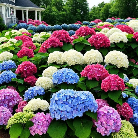 🌈Mix Hydrangea Seeds - Beautiful and Hardy Perennial Flowers for Your Garden + Free Organic Pot Mix 100 Grams🌱🌺