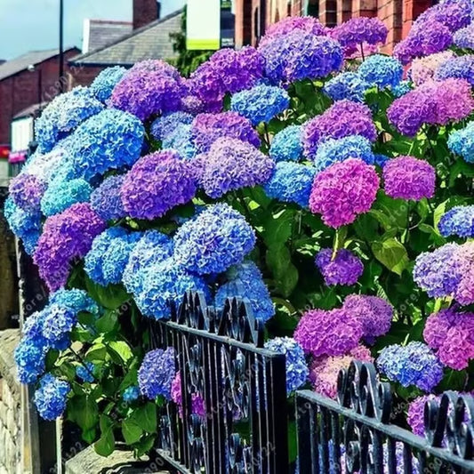 🌈Mix Hydrangea Seeds - Beautiful and Hardy Perennial Flowers for Your Garden + Free Organic Pot Mix 100 Grams🌱🌺