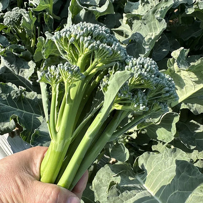 🌱 BROCCOLI RABE SEEDS – HARVEST TENDER SHOOTS IN JUST 30 DAYS + 100 Grams Organic Pot Mix Free