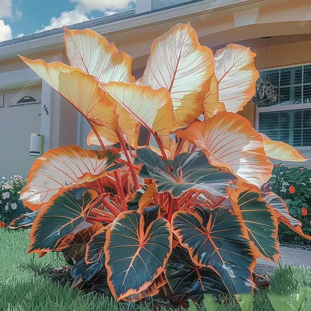 🔥🖤flame black red rare hosta flower seeds + 100 grams organic pot mix free 🎁2025 special offer