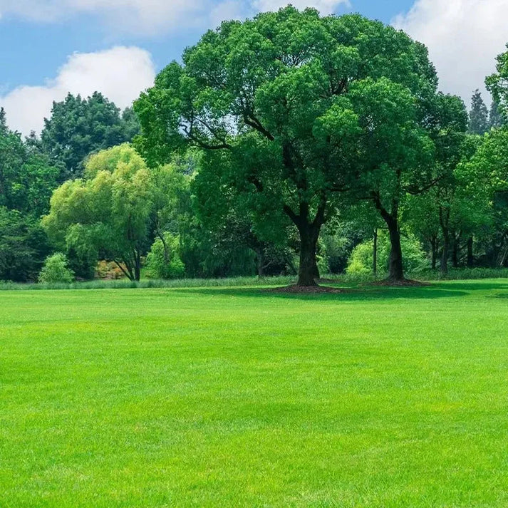 🌱 four seasons evergreen grass seeds for beautiful grass – buy 1 get 1 free🌱