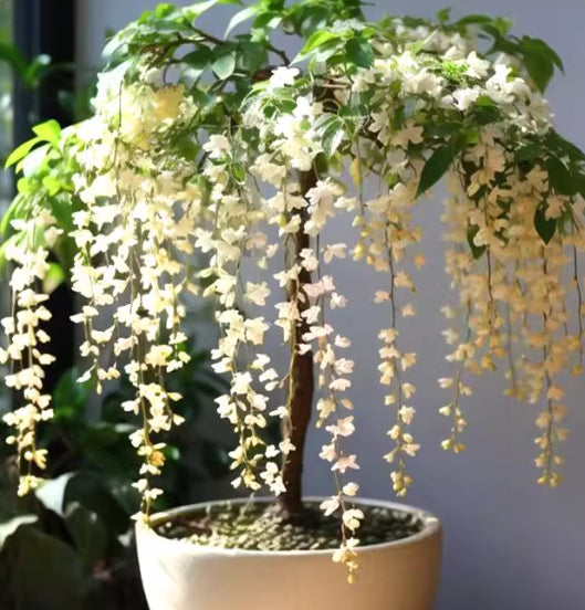 🌸winter-friendly hanging jasmine—dreamy indoor flower🌿❄️100 grams organic pot mix free