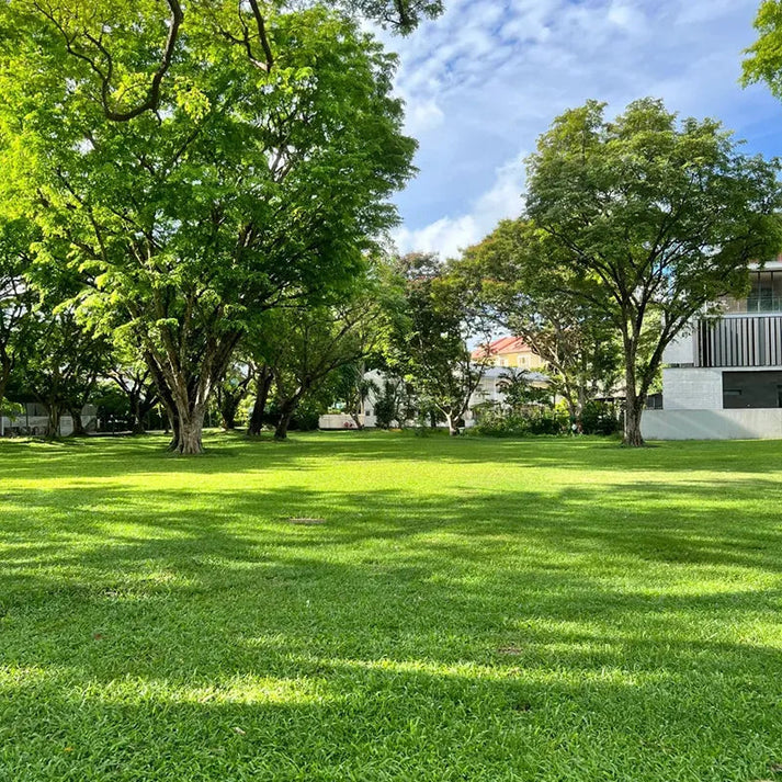 🌱 four seasons evergreen grass seeds for beautiful grass – buy 1 get 1 free🌱