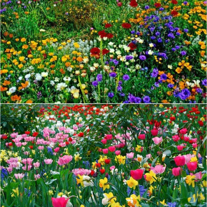 🎉Hot Sale🎉🌺🌻🌷Premium Mix Flower Seeds (Pack of 100)🌺🌻🌷|Buy 1 Get 1 Free 💗