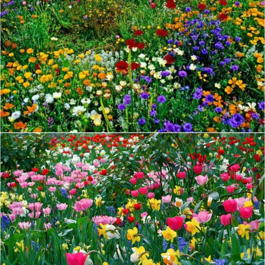 🎉Hot Sale🎉🌺🌻🌷Premium Mix Flower Seeds (Pack of 100)🌺🌻🌷|Buy 1 Get 1 Free 💗