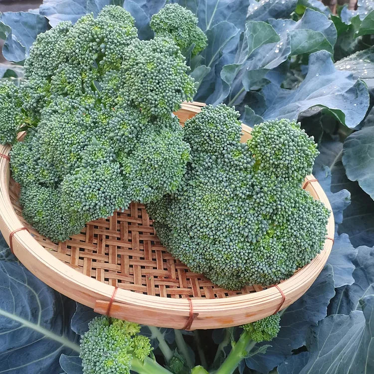 🌱 broccoli rabe seeds – harvest tender shoots in just 30 days + 100 grams organic pot mix free