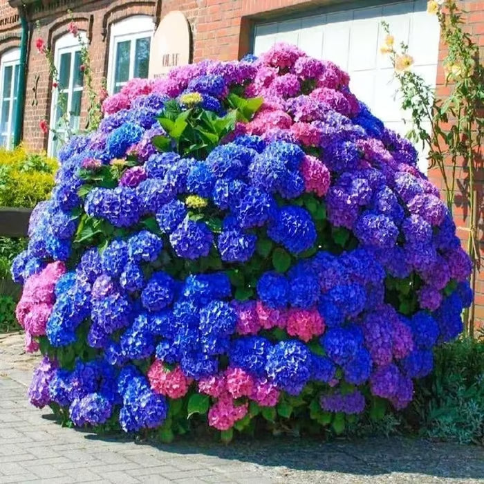 🌈mix hydrangea seeds - beautiful and hardy perennial flowers for your garden + free organic pot mix 100 grams🌱🌺