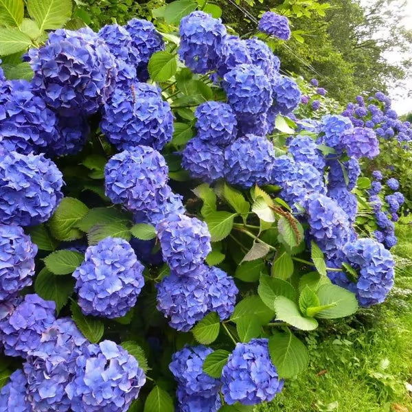 🌈mix hydrangea seeds - beautiful and hardy perennial flowers for your garden + free organic pot mix 100 grams🌱🌺