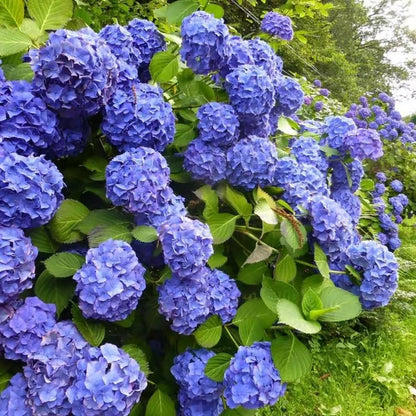 🌈Mix Hydrangea Seeds - Beautiful and Hardy Perennial Flowers for Your Garden + Free Organic Pot Mix 100 Grams🌱🌺