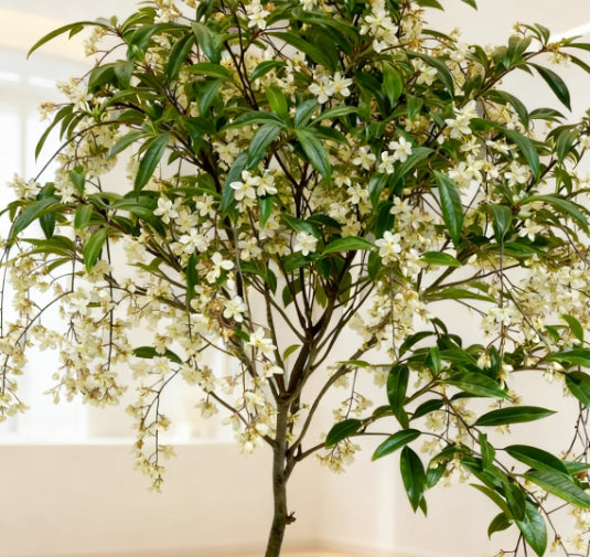 🌸winter-friendly hanging jasmine—dreamy indoor flower🌿❄️100 grams organic pot mix free